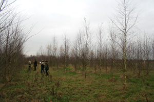 Pflanzung von Betula spp. auf ehemaligem humusreichen Ackerstandort, Alter 5 Jahre