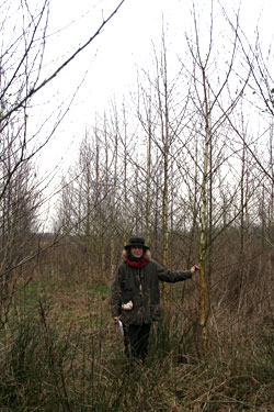 Birkenhybride, Alter 5 Jahre